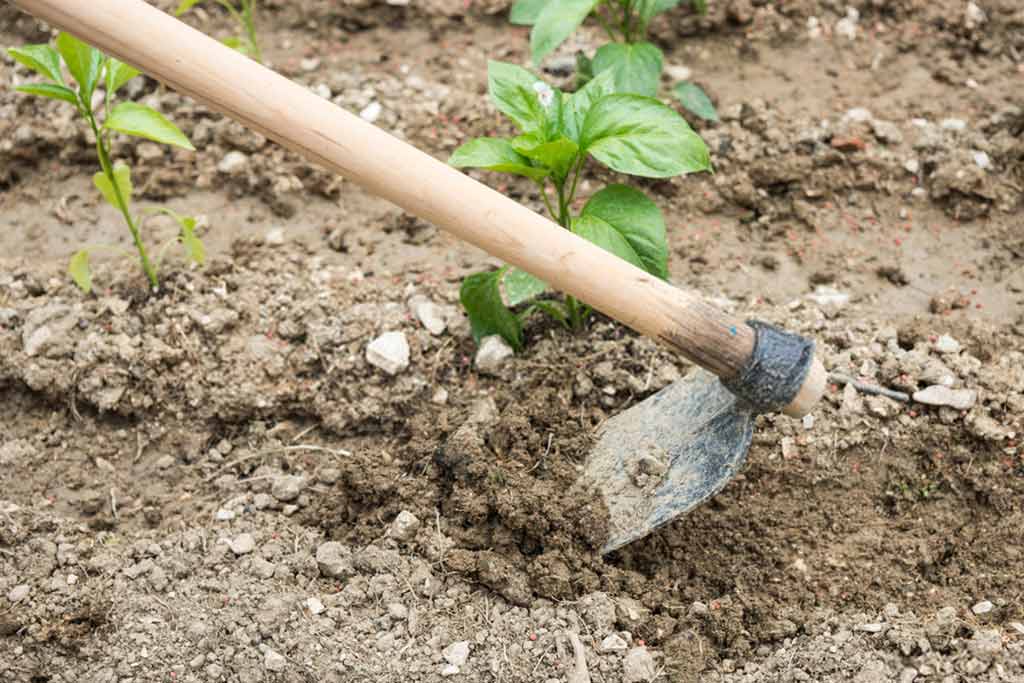 يعتبر المعول من أهم الأدوات المستعملة فى زرع وتقليب التربة واقتلاع الأعشاب الخضراء